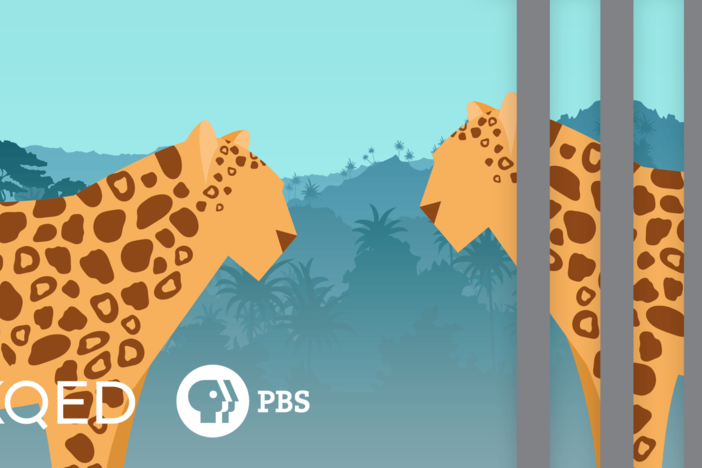 Are Zoos Good or Bad for Animals?: asset-mezzanine-16x9