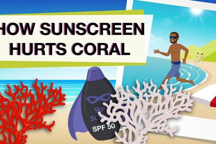 Is Your Sunscreen Hurting Coral Reefs?: asset-mezzanine-16x9