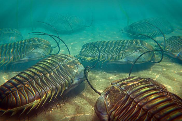 How Ancient Microbes Rode Bug Bits Out to Sea: asset-mezzanine-16x9