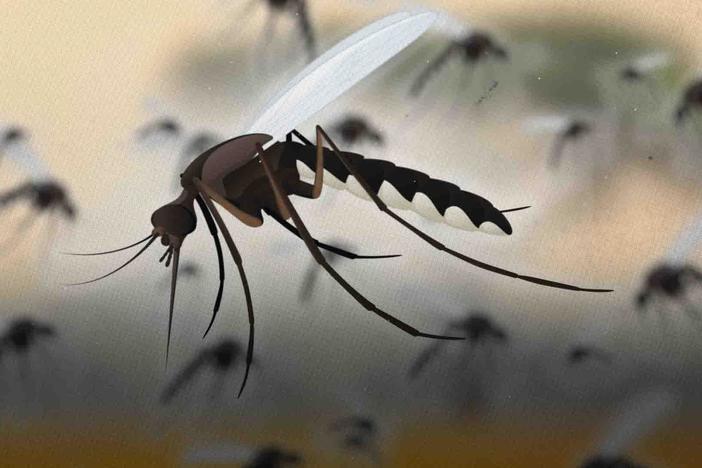 We Helped Make Mosquitoes A Problem: asset-mezzanine-16x9