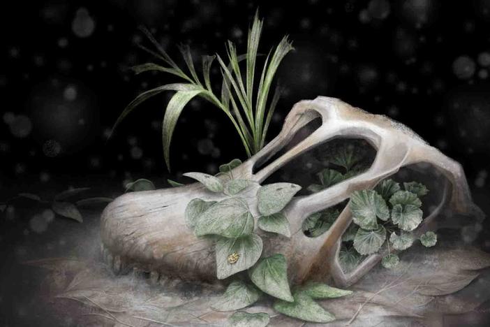 When Plants Doubled Their DNA: asset-mezzanine-16x9