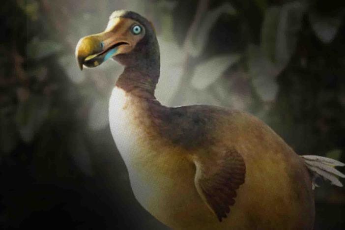 We Were Wrong About The Dodo: asset-mezzanine-16x9