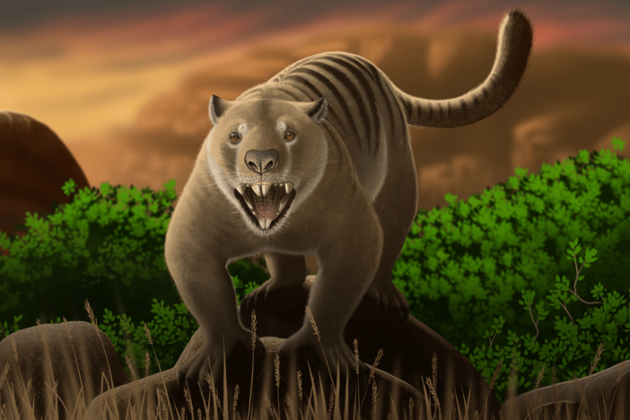 When A Marsupial Became An Apex Predator: asset-mezzanine-16x9