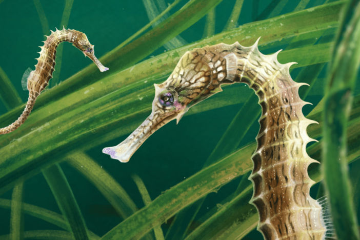 How Plate Tectonics Gave Us Seahorses: asset-mezzanine-16x9