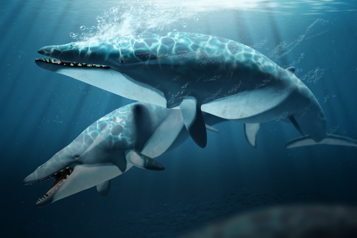 How Whale Evolution Kind Of Sucked: asset-mezzanine-16x9