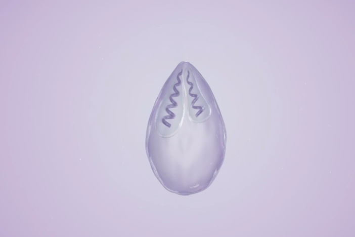 How the Smallest Animal Got So Simple: asset-mezzanine-16x9