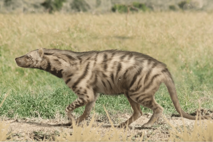 The Extreme Hyenas That Didn't Last: asset-mezzanine-16x9