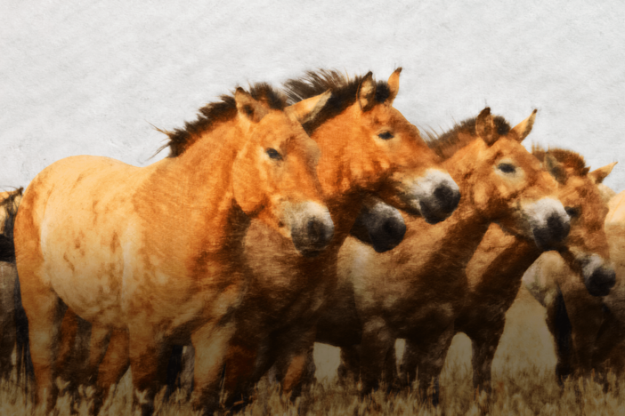 How Horses Went From Food To Friends: asset-mezzanine-16x9