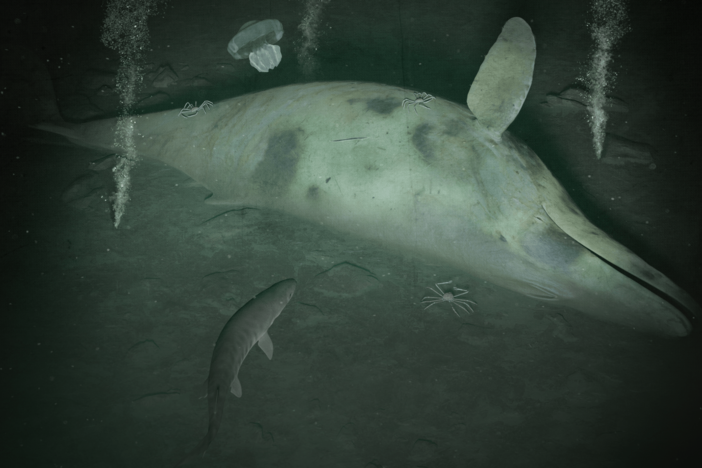 How Ancient Whales May Have Changed the Deep Ocean: asset-mezzanine-16x9