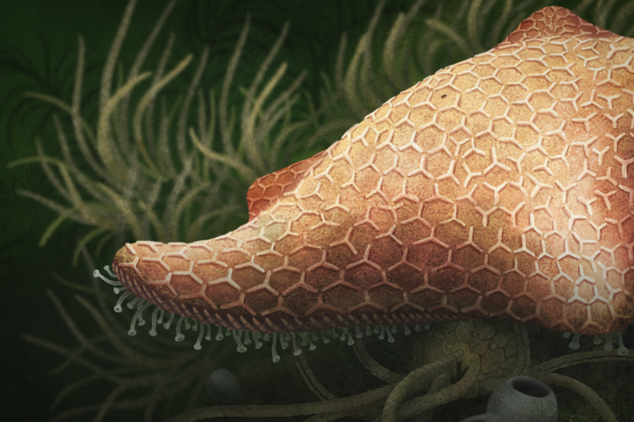 How the Starfish Got Its Arms: asset-mezzanine-16x9