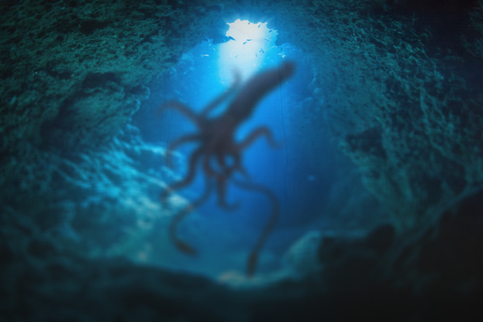 Where Are All The Squid Fossils?: asset-mezzanine-16x9