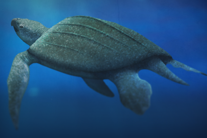 The Return of Giant Skin-Shell Sea Turtles: asset-mezzanine-16x9