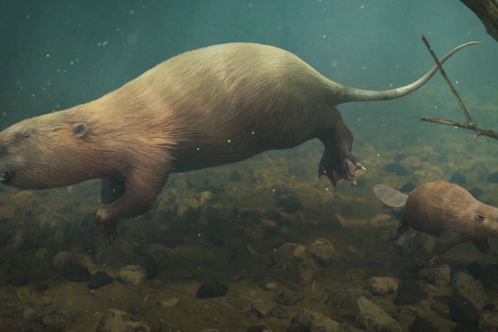 The Bear-Sized Beaver That Couldn’t Build A Dam: asset-mezzanine-16x9