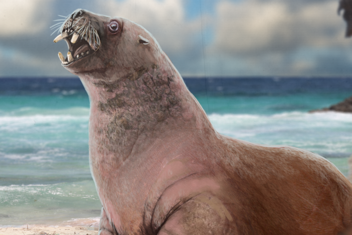 How the Walrus Got Its Tusks: asset-mezzanine-16x9