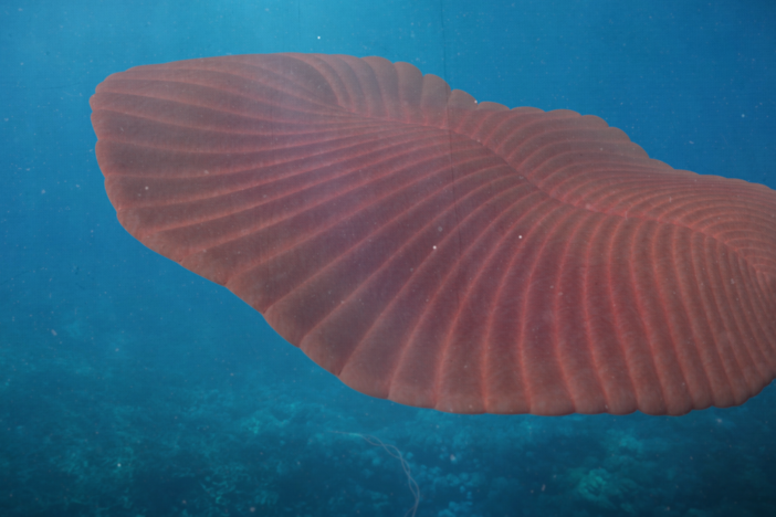 How We Identified One of Earth’s Earliest Animals: asset-mezzanine-16x9