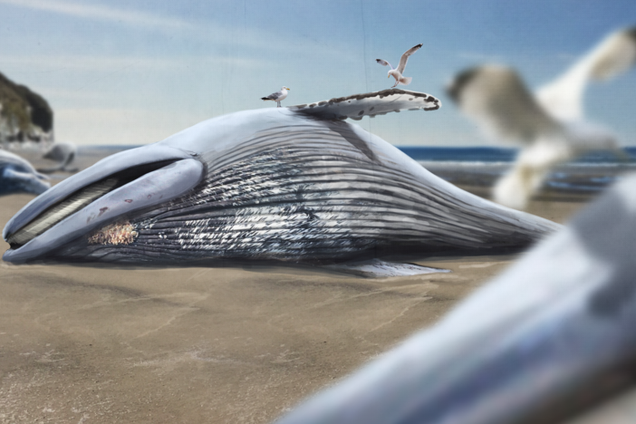 How the Andes Mountains Might Have Killed a Bunch of Whales: asset-mezzanine-16x9