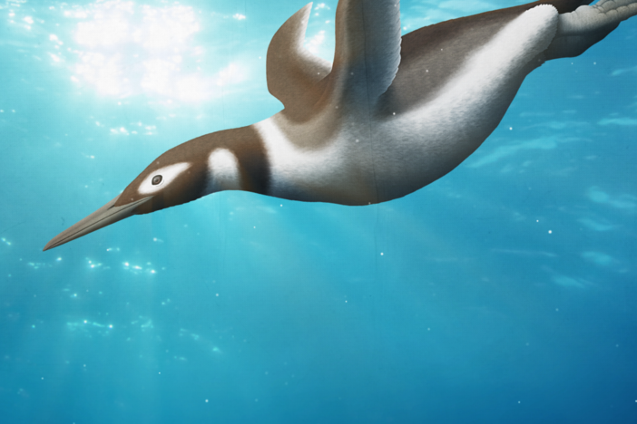 When Penguins Went From The Sky To The Sea: asset-mezzanine-16x9