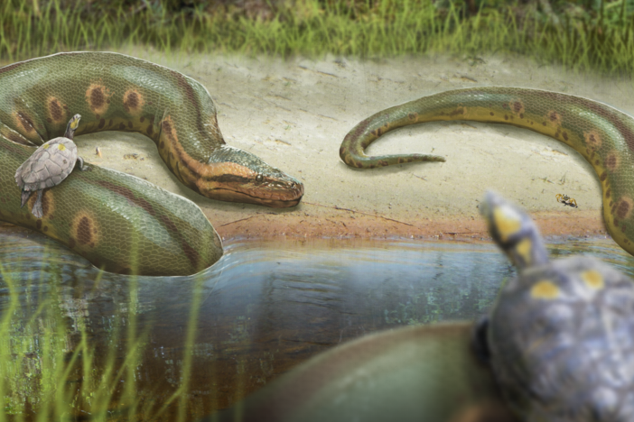 How a Hot Planet Created the World's Biggest Snake: asset-mezzanine-16x9