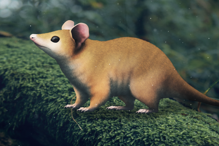 How South America Made the Marsupials: asset-mezzanine-16x9