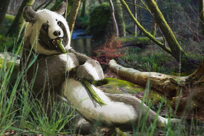 The Fuzzy Origins of the Giant Panda: asset-mezzanine-16x9