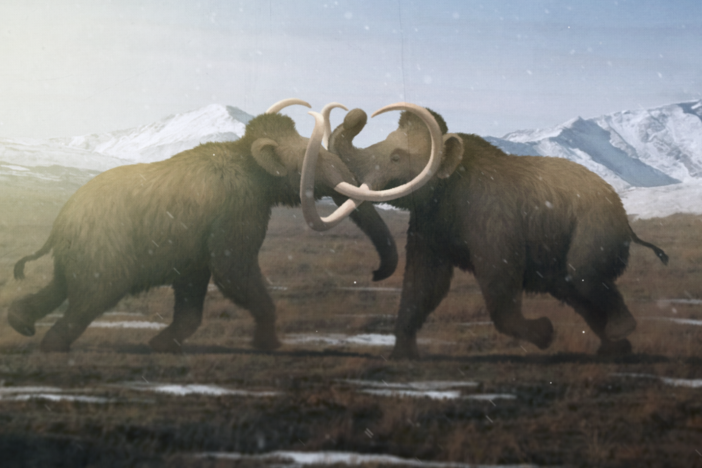 Why Male Mammoths Lost the Game (w/ TierZoo!): asset-mezzanine-16x9