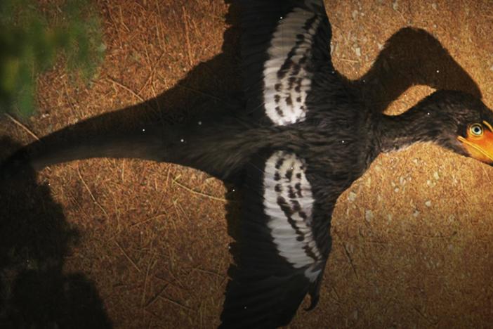 The Raptor That Made Us Rethink Dinosaurs: asset-mezzanine-16x9