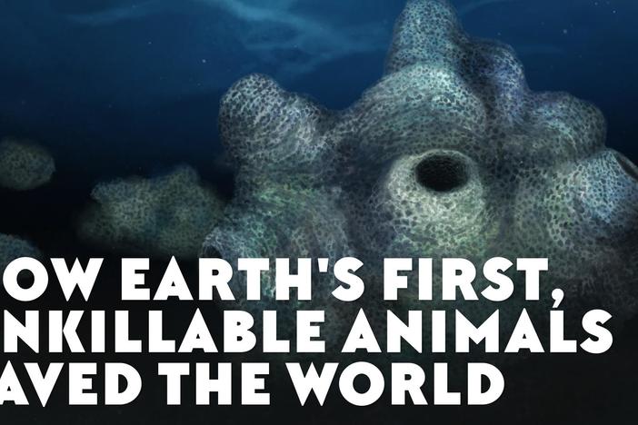 How Earth's First, Unkillable Animals Saved the World: asset-mezzanine-16x9