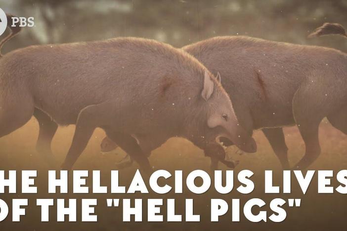 The Hellacious Lives of the "Hell Pigs": asset-mezzanine-16x9