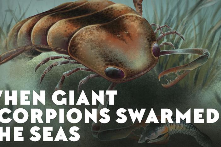 When Giant Scorpions Swarmed the Seas: asset-mezzanine-16x9