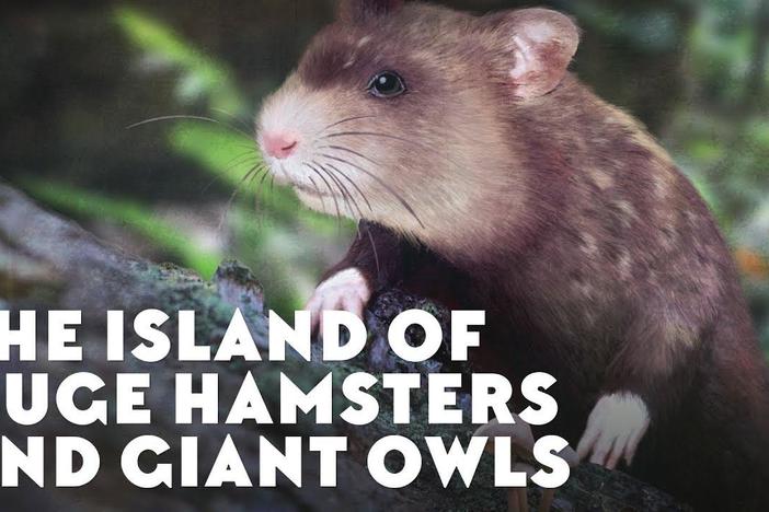 The Island of Huge Hamsters and Giant Owls: asset-mezzanine-16x9