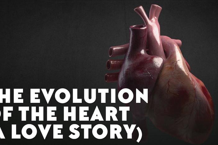 The Evolution of the Heart (A Love Story): asset-mezzanine-16x9