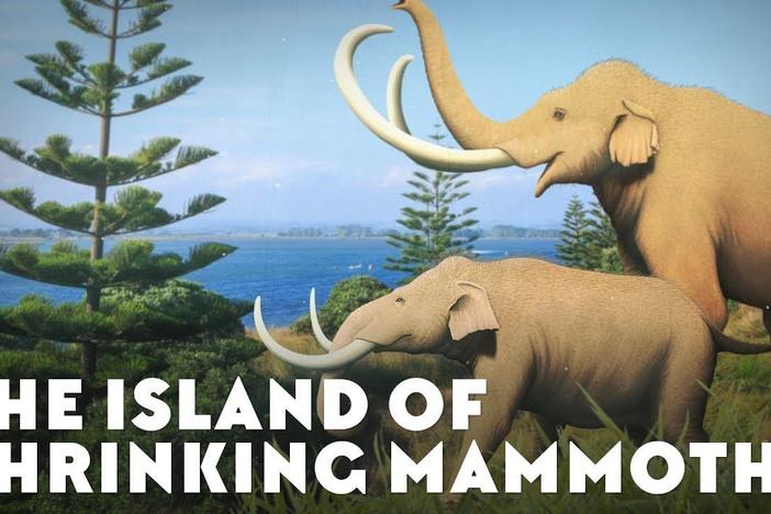 The Island of Shrinking Mammoths: asset-mezzanine-16x9