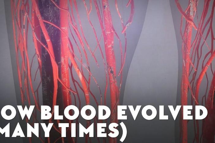 How Blood Evolved (Many Times): asset-mezzanine-16x9