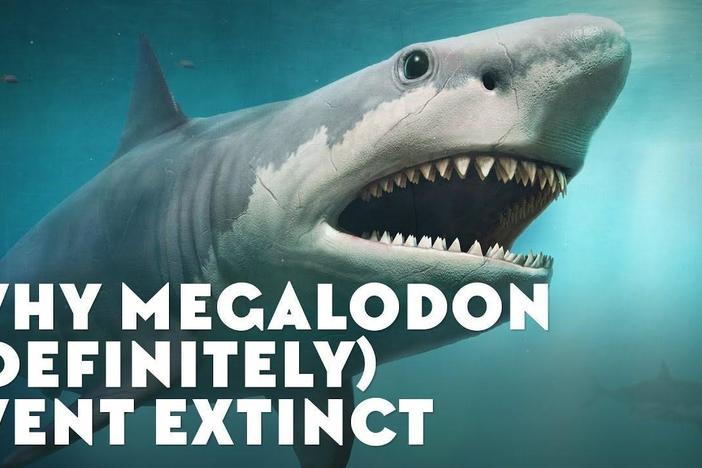 Why Megalodon (Definitely) Went Extinct: asset-mezzanine-16x9