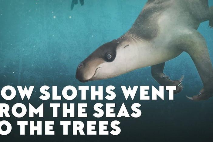 How Sloths Went From the Seas to the Trees: asset-mezzanine-16x9