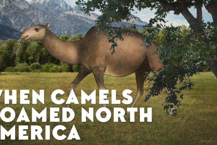 When Camels Roamed North America: asset-mezzanine-16x9