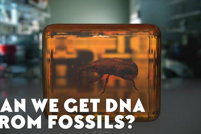 Can We Get DNA From Fossils?: asset-mezzanine-16x9