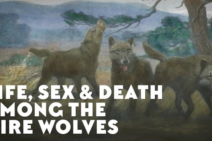 Life, Sex & Death Among the Dire Wolves: asset-mezzanine-16x9