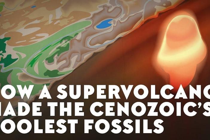 How a Supervolcano Made the Cenozoic’s Coolest Fossils: asset-mezzanine-16x9