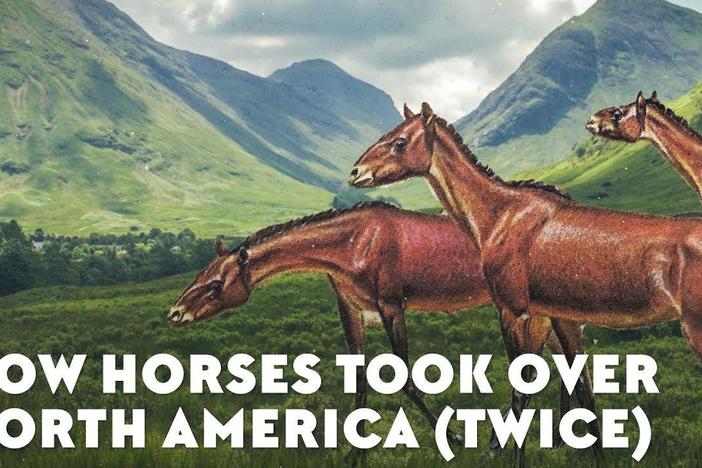 How Horses Took Over North America (Twice): asset-mezzanine-16x9