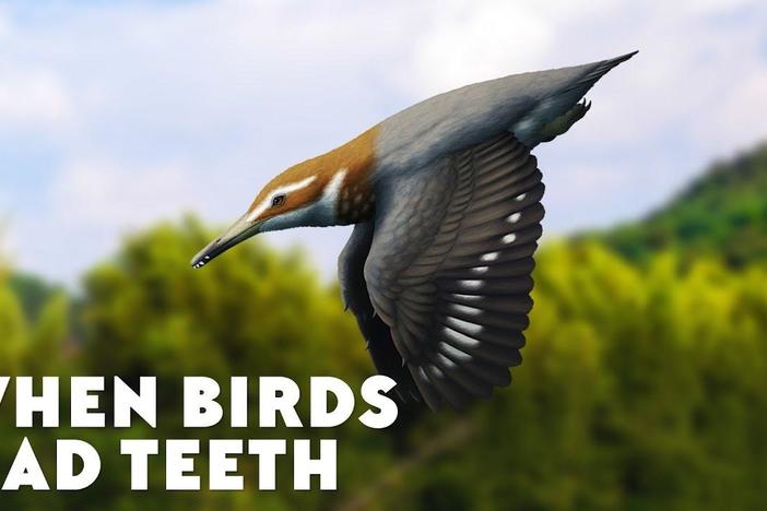 When Birds Had Teeth: asset-mezzanine-16x9