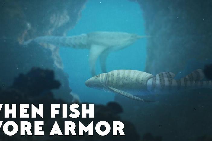 When Fish Wore Armor: asset-mezzanine-16x9