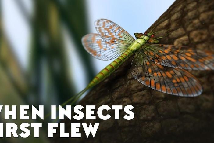 When Insects First Flew: asset-mezzanine-16x9
