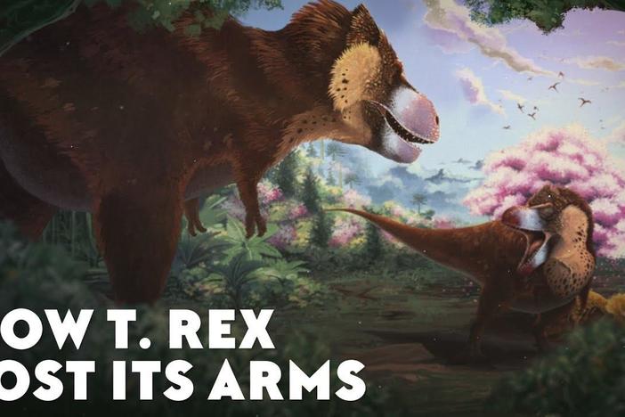 How the T-Rex Lost Its Arms: asset-mezzanine-16x9