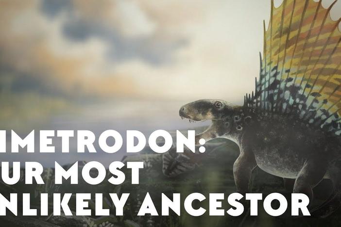 Dimetrodon: Our Most Unlikely Ancestor: asset-mezzanine-16x9