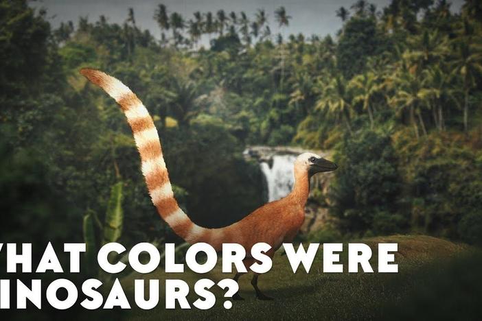 What Colors Were Dinosaurs?: asset-mezzanine-16x9