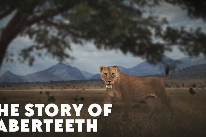The Story of Saberteeth: asset-mezzanine-16x9