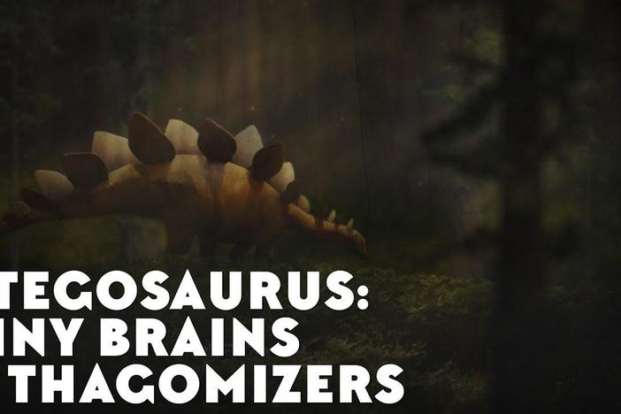 Stegosaurs: Tiny Brains & Thagomizers: asset-mezzanine-16x9