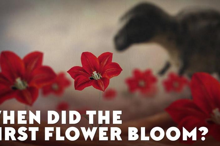 When Did the First Flower Bloom?: asset-mezzanine-16x9