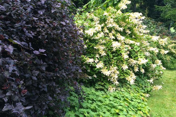 Creating a Bird-friendly Garden with Margaret Roach: asset-mezzanine-16x9